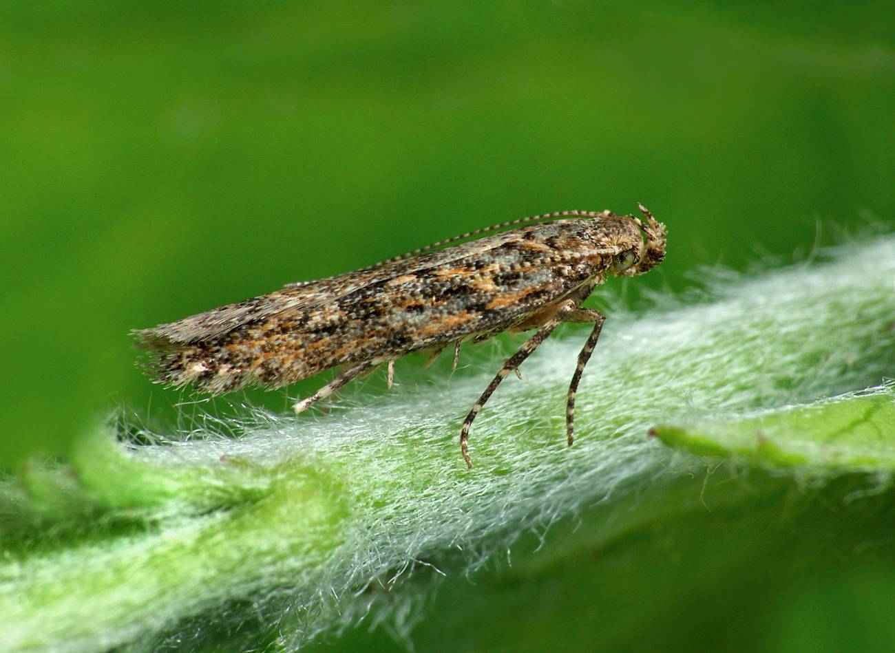 insecto