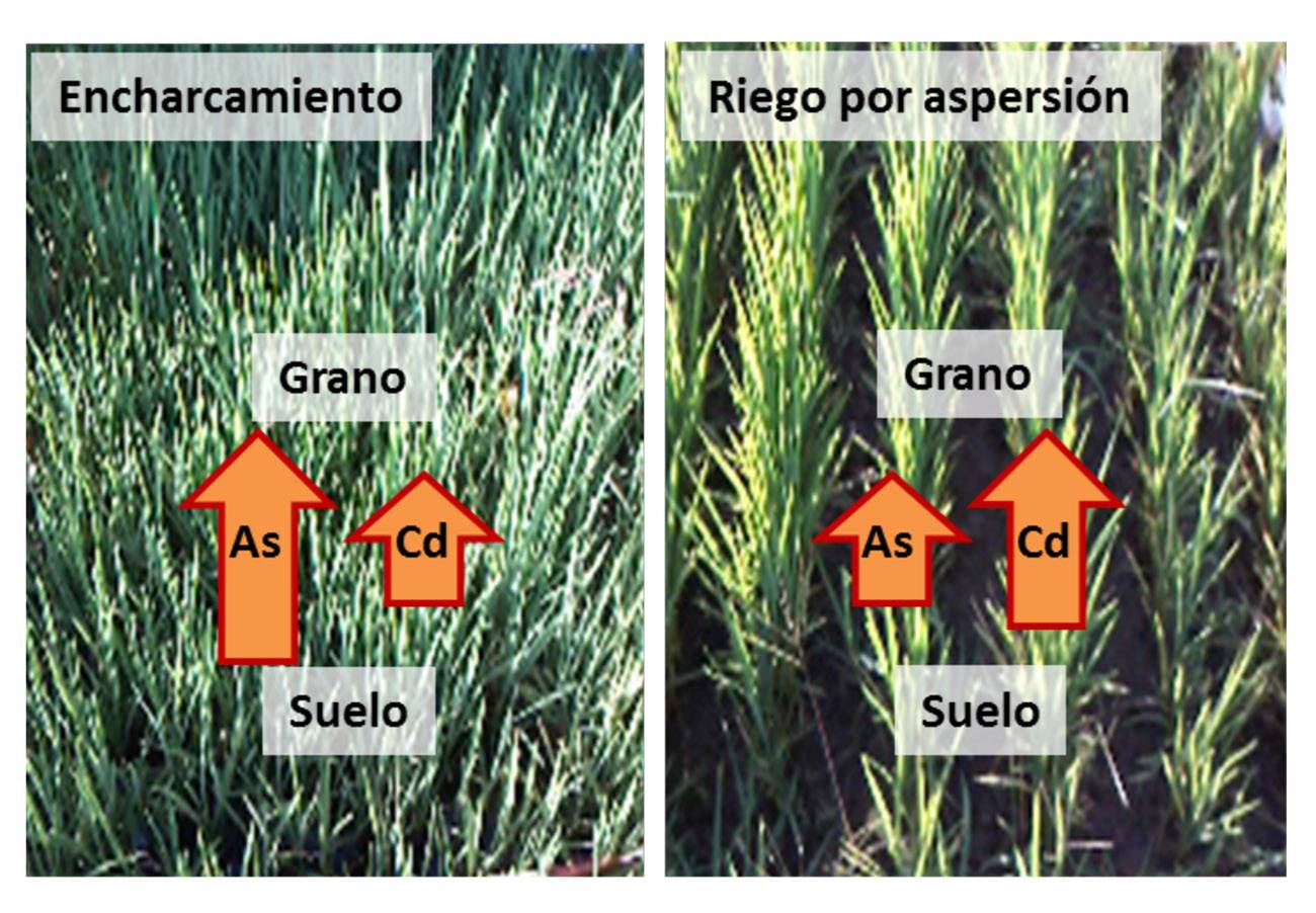 El cultivo de arroz por aspersión ofrece ventajas alimentarias y ambientales