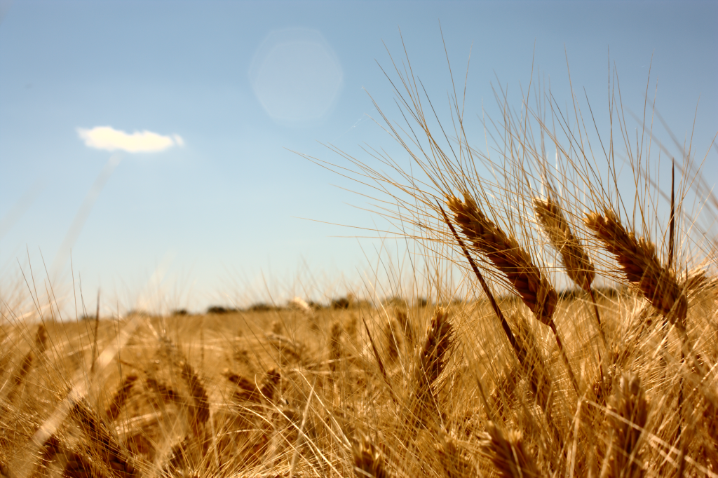 El cultivo de trigo deberá adaptarse al cambio climático por el riesgo de sequías severas en España