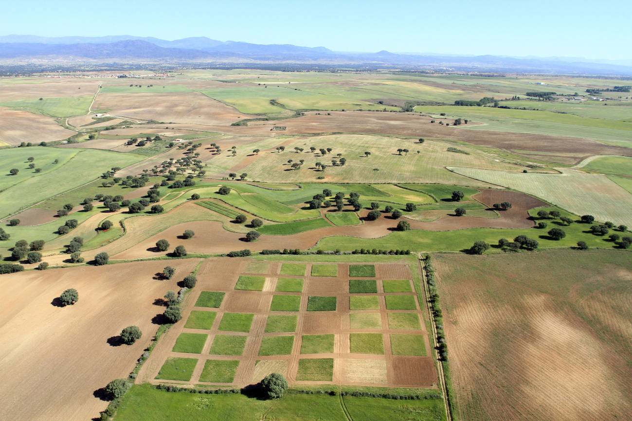 El cultivo ecológico de cereal en regiones semiáridas es más productivo