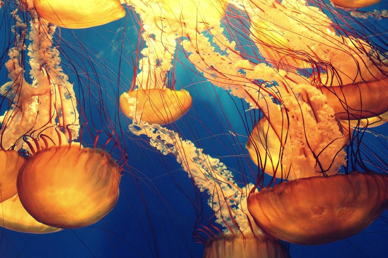 Medusas