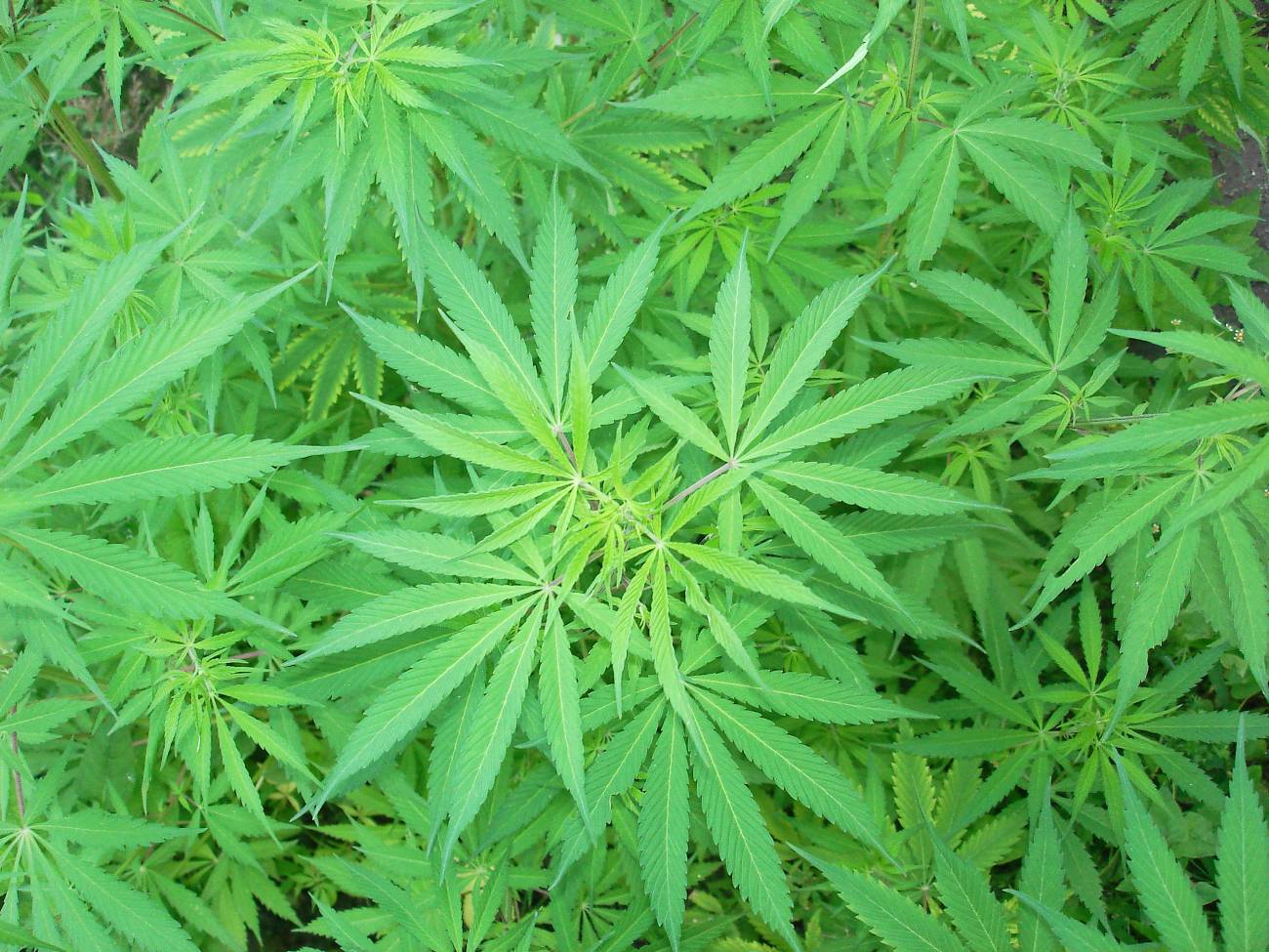 El derivado de un cannabinoide actúa como neuroprotector en el Huntington