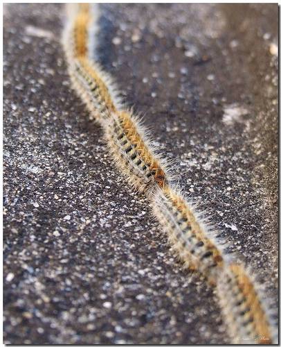 El desarrollo de los pinos está condicionado por insectos y hongos