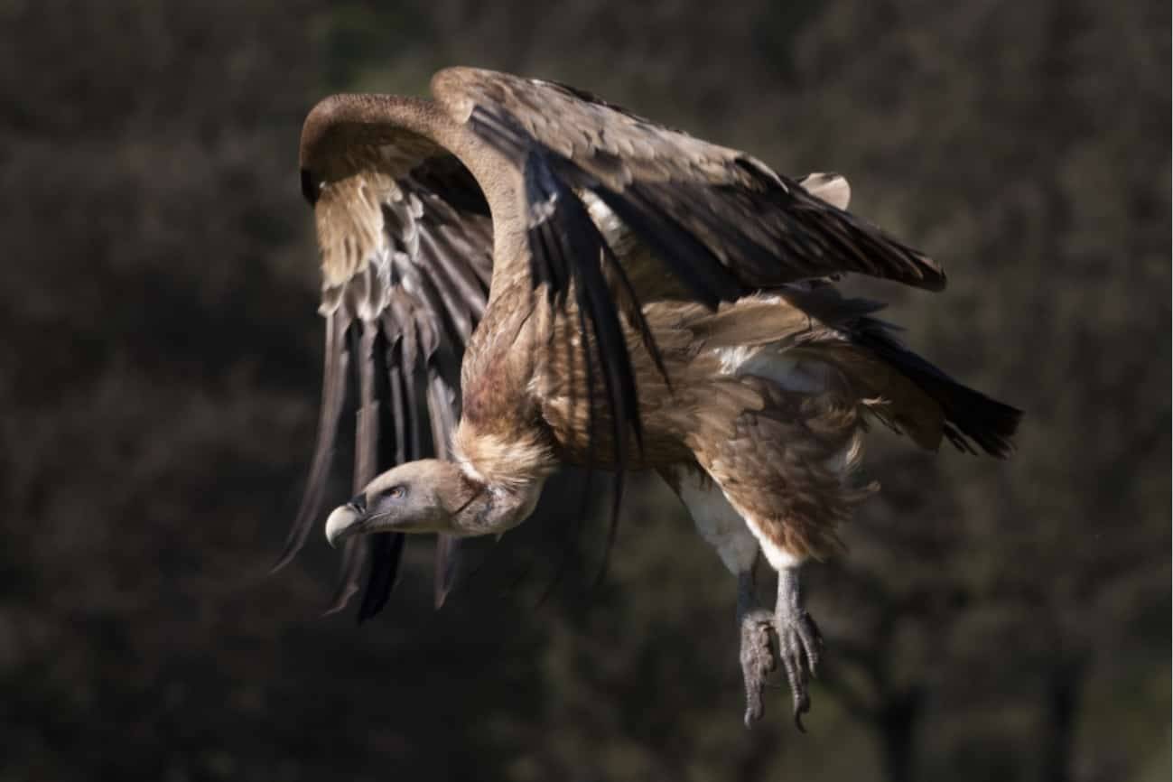 Buitre leonado en pleno vuelo