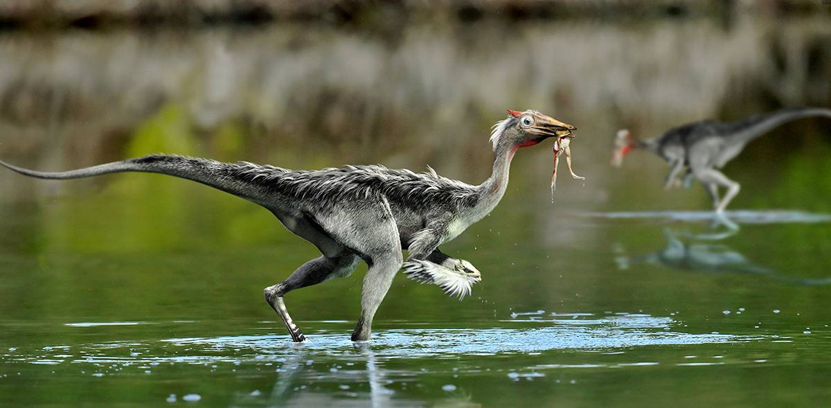 El dinosaurio de Cuenca que revolucionó la historia de los ornitomimosaurios revela nuevos datos 