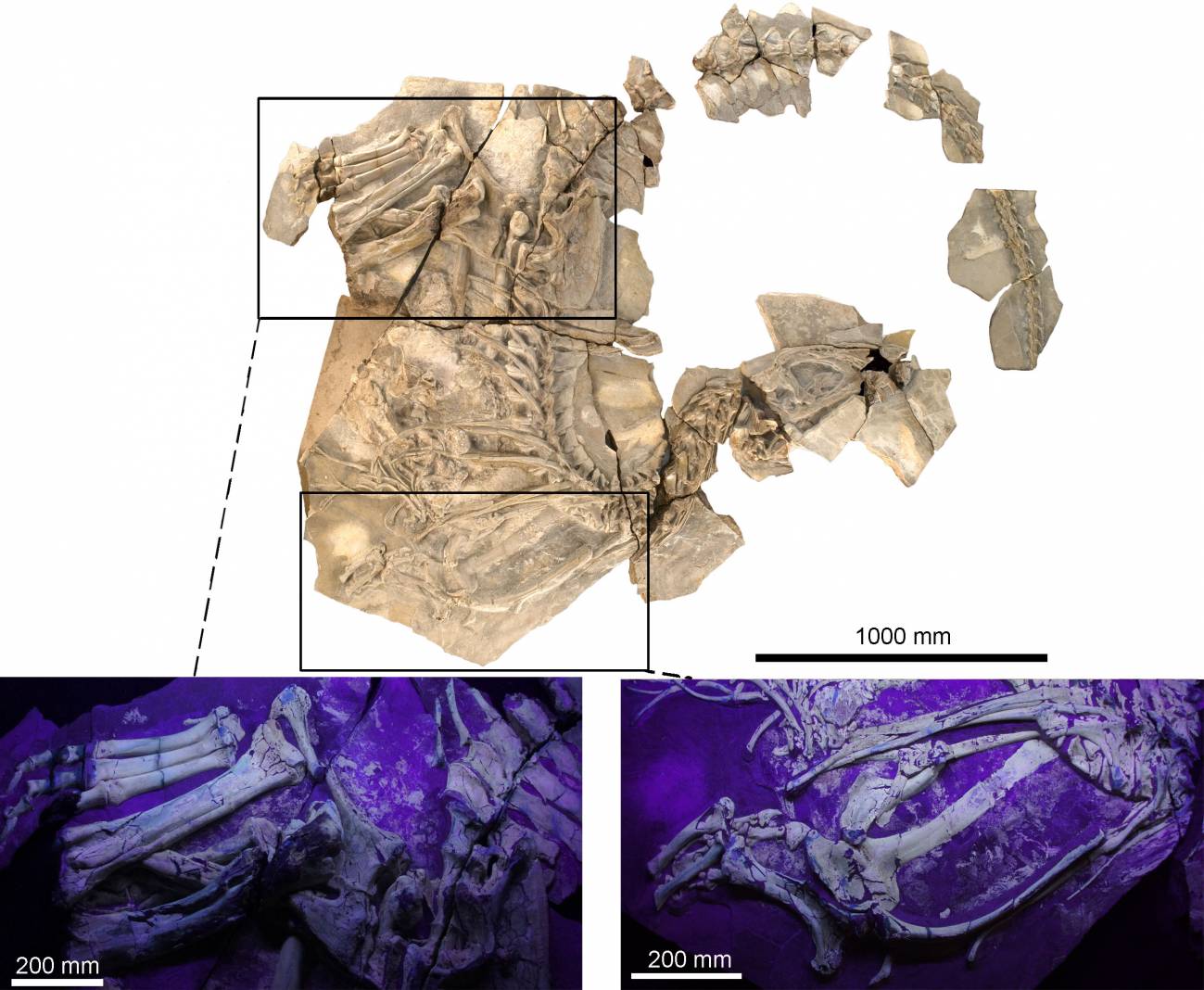 Fotografía del fósil de Concavenator, con dos ampliaciones de las extremidades, obtenidas con luz ultravioleta. | UAM-UNED