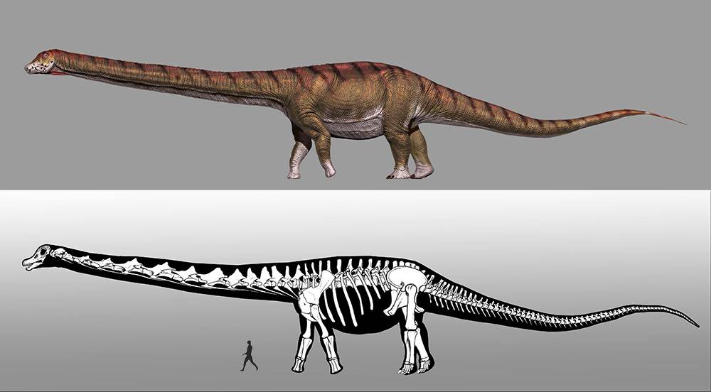 El dinosaurio más grande del mundo ya tiene nombre