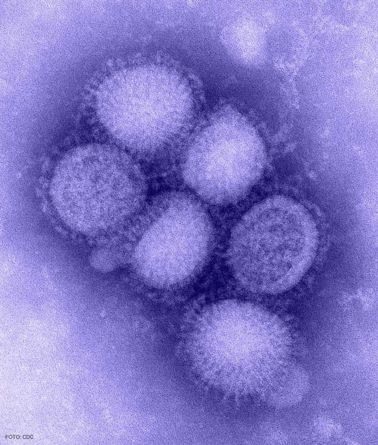 El estudio de reservorios salvajes, clave para controlar la aparición de virus como la gripe A