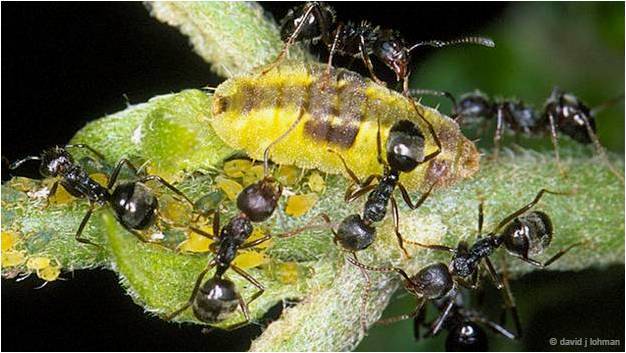 El extraño caso de las mariposas carnívoras