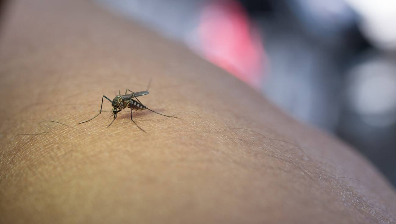 mosquito en un brazo