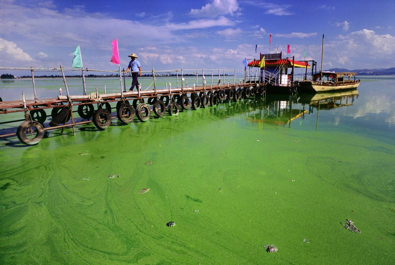 El fósforo ha pasado de ser un nutriente a ser un contaminante global