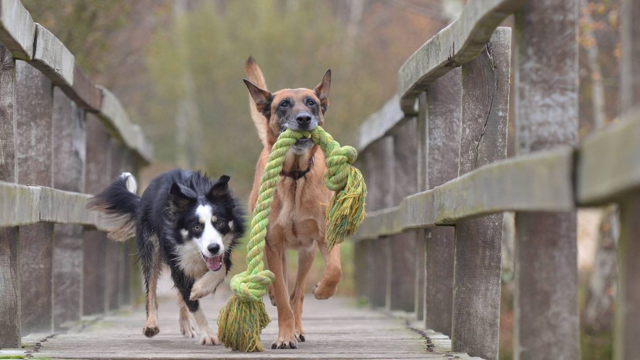 perros, células madre