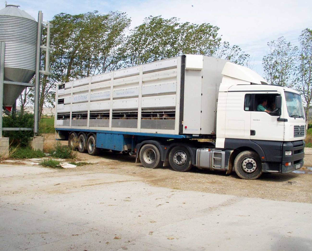 El ganado también sufre accidentes de tráfico en el transporte 
