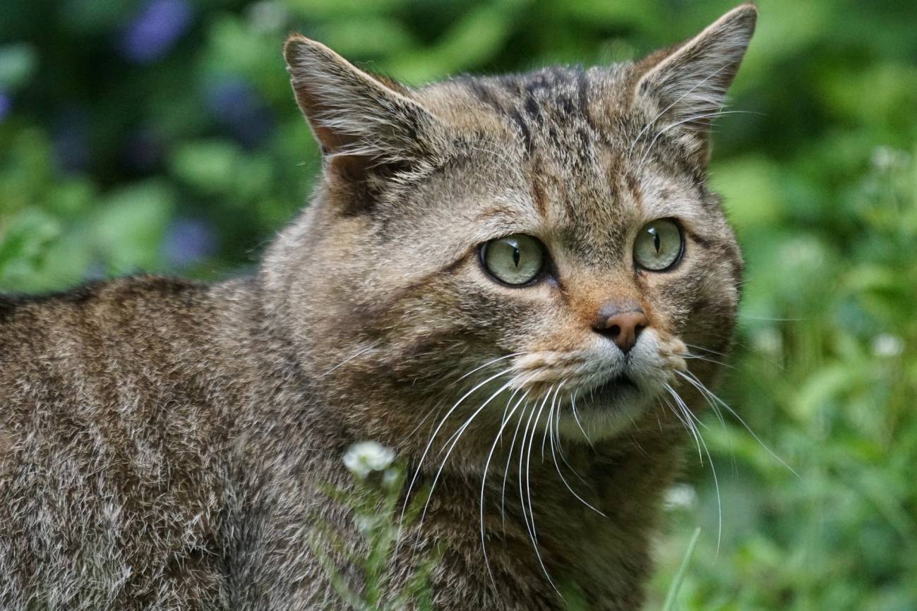 Imagen de un gato montés