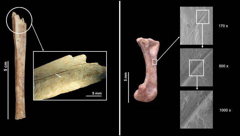 El gato salvaje formaba parte de la dieta neandertal