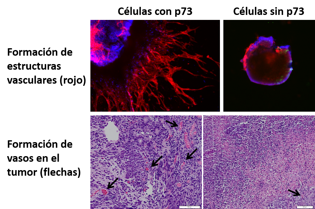 El gen p73 es necesario para la formación de vasos sanguíneos, tanto nuevos (vasculogénesis) como a partir del lecho vascular (angiogénesis)