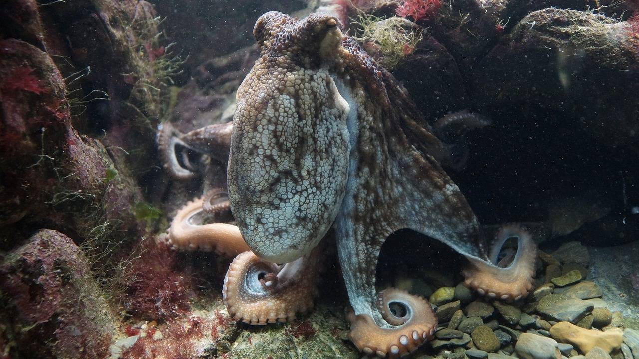 pulpo 