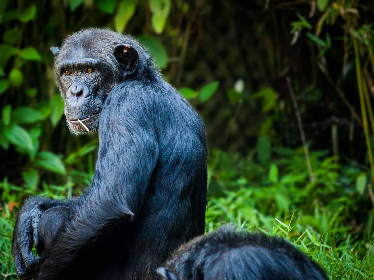 Chimpancé