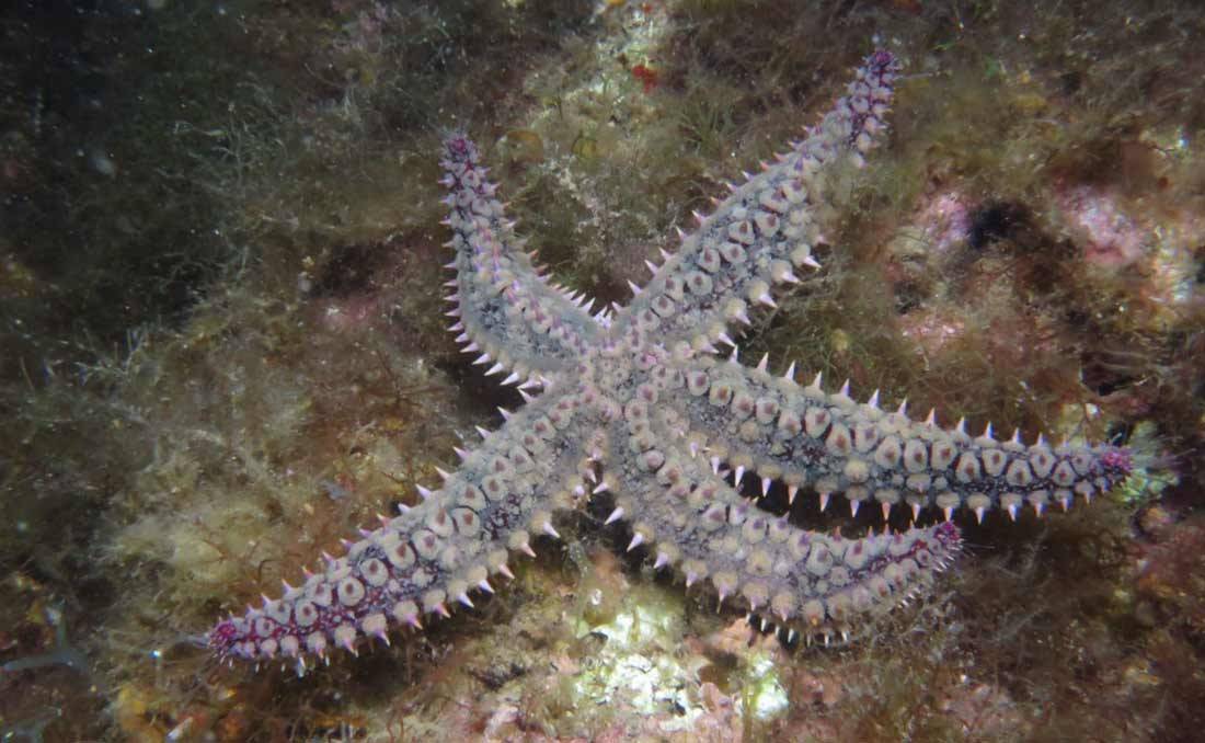 La estrella de mar espinosa (Marthasterias glacialis)