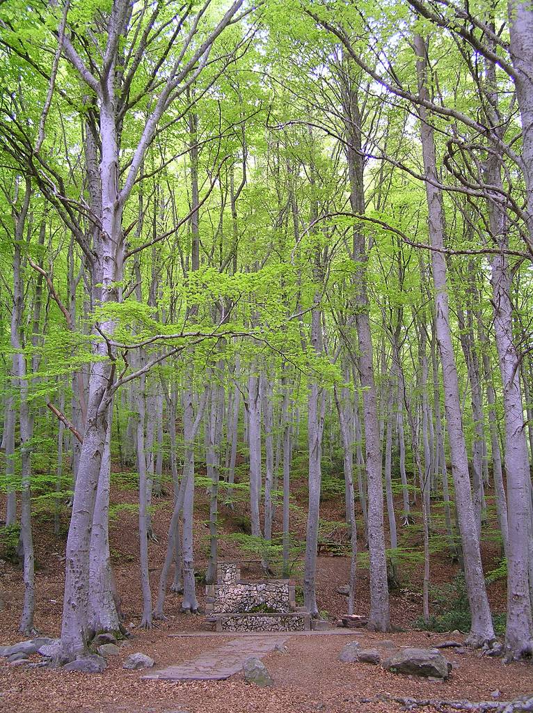 El Gobierno de Aragón analizará el papel de sus masas forestales como sumideros de carbono