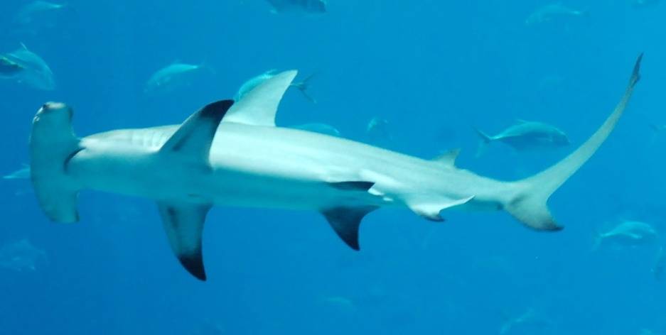 El Gobierno prohibirá la pesca y venta de tiburones zorro y martillo
