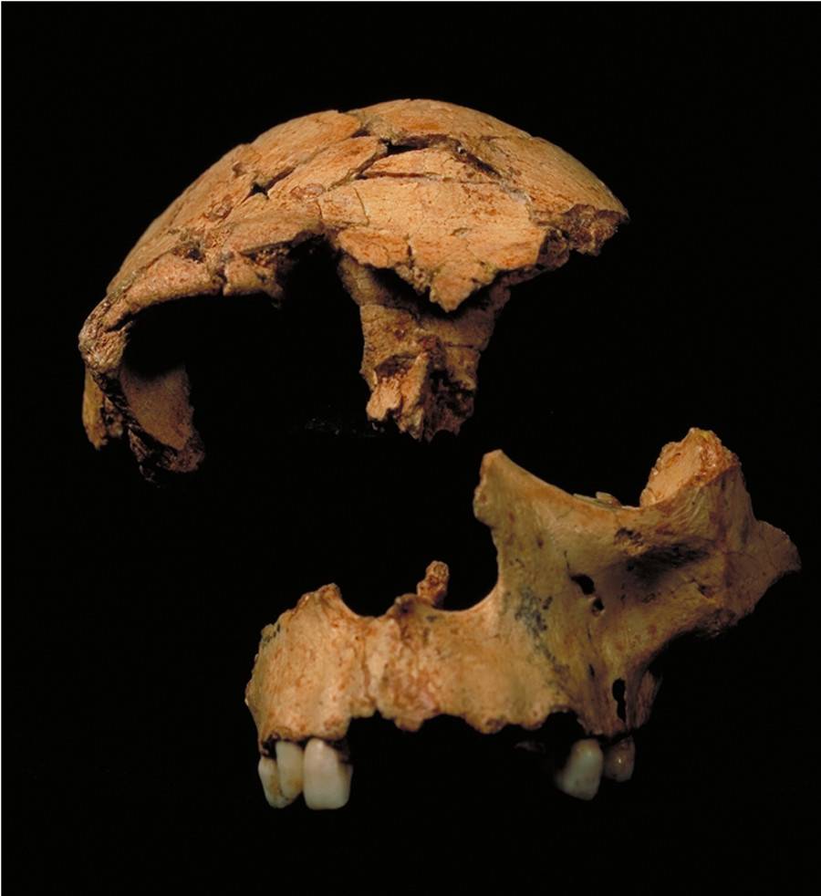 El 'Homo antecessor' ha llegado a su mayoría de edad