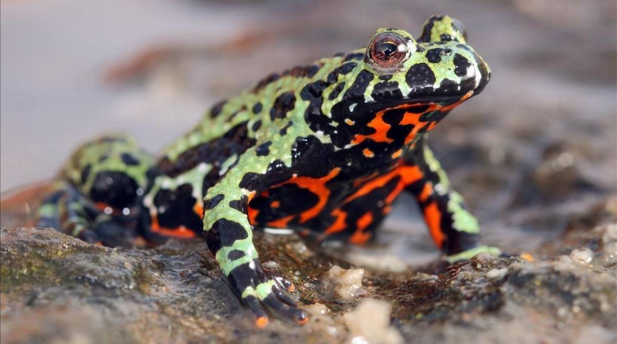El hongo que mata a los anfibios proviene de Corea