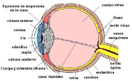 El ICO y el Hospital Universitario de Bellvitge, centros de referencia en tumores intraoculares del adulto