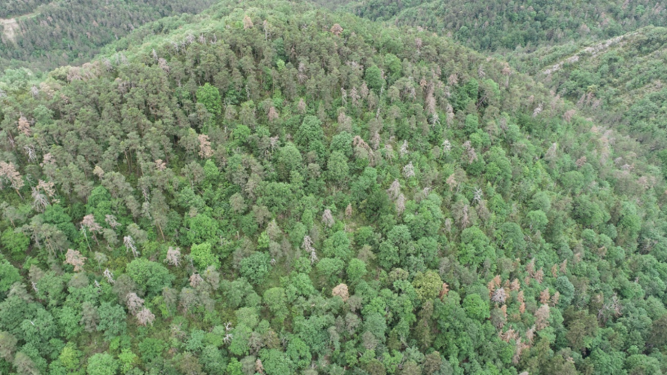 Vista de un bosque de pino silvestre y abeto