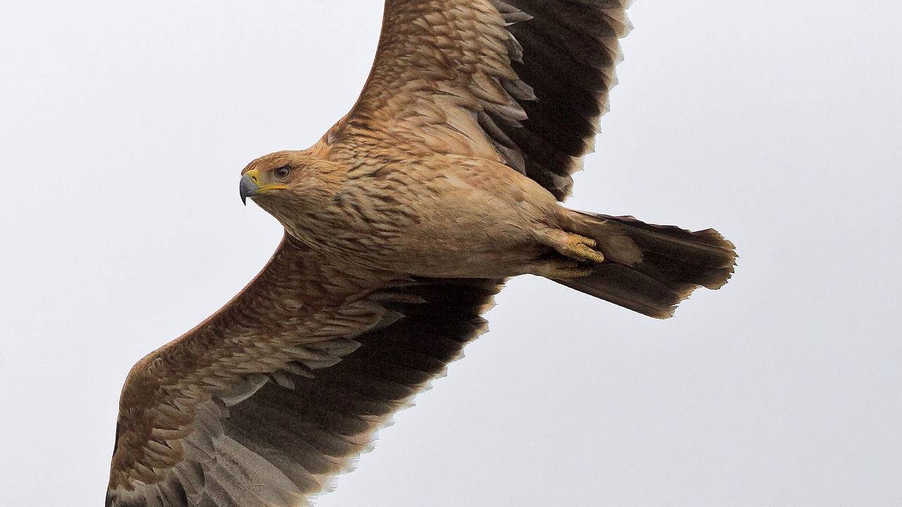 El incendio de Doñana afectó a unas 70 especies de aves y 38 mamíferos