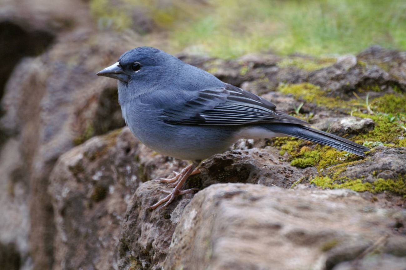 El incendio de Tenerife afecta a 39 especies de aves y una docena de espacios protegidos