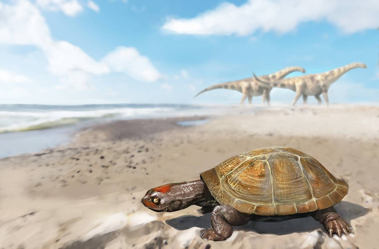 El increíble viaje de la primera tortuga africana que llegó a Europa