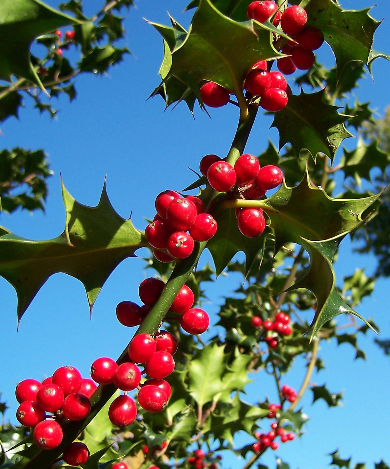 Acebo, Ilex aquifolium una de las espécies que está subiendo en altitud y latitud