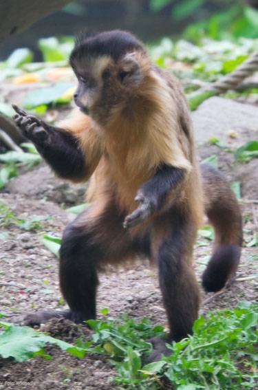 El Instituto de Neurociencias y expertos brasileños elaborarán un atlas virtual del encéfalo de primates
