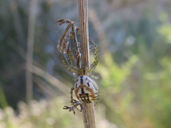 El equipo científico ha estudiado un total de 20.539 ejemplares de diferentes especies de arañas ibéricas (foto: Mangora acalypha/ Marc Domènech, UB).