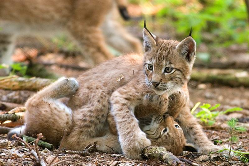 El lince boreal habitó el norte de España hasta hace unos siglos