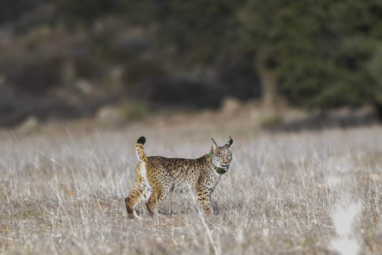 El lince ibérico y lince euroasiático