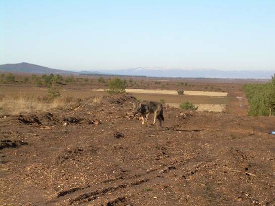 El lobo ibérico prefiere los corzos salvajes a los animales domésticos 