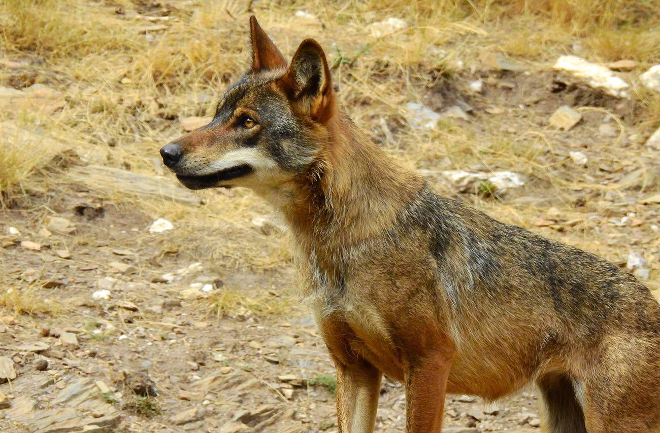 Ejemplar de lobo ibérico