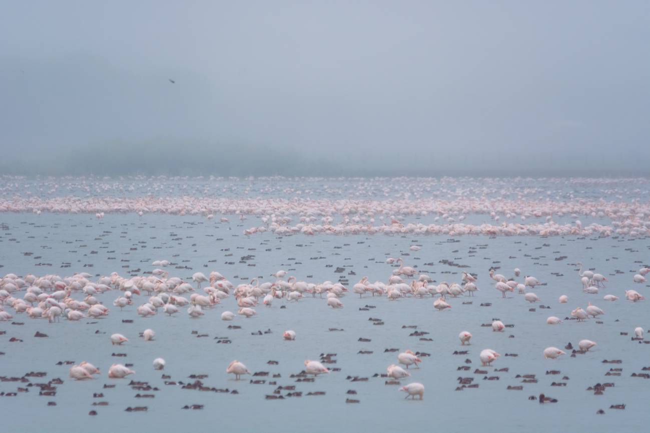 Aves acuáticas Doñana