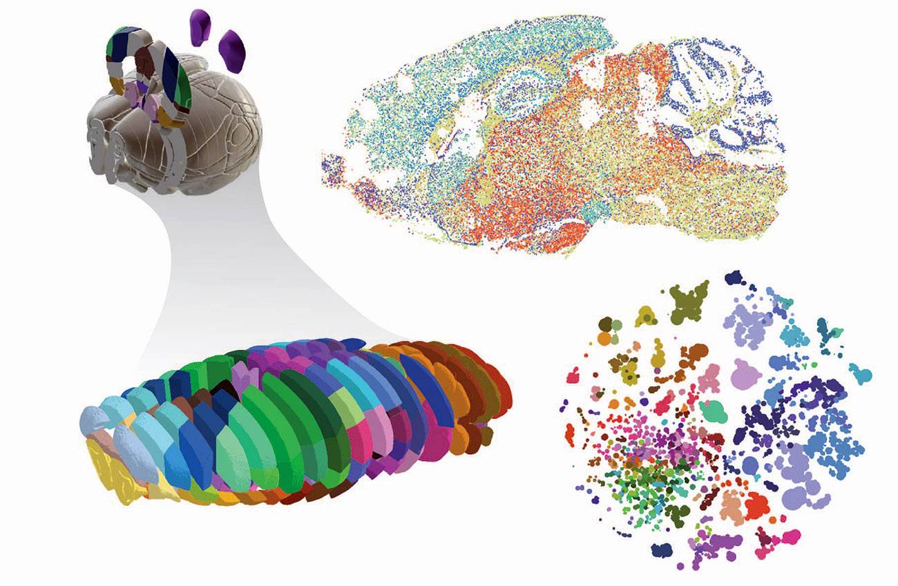 El mapa más detallado del cerebro de ratón 