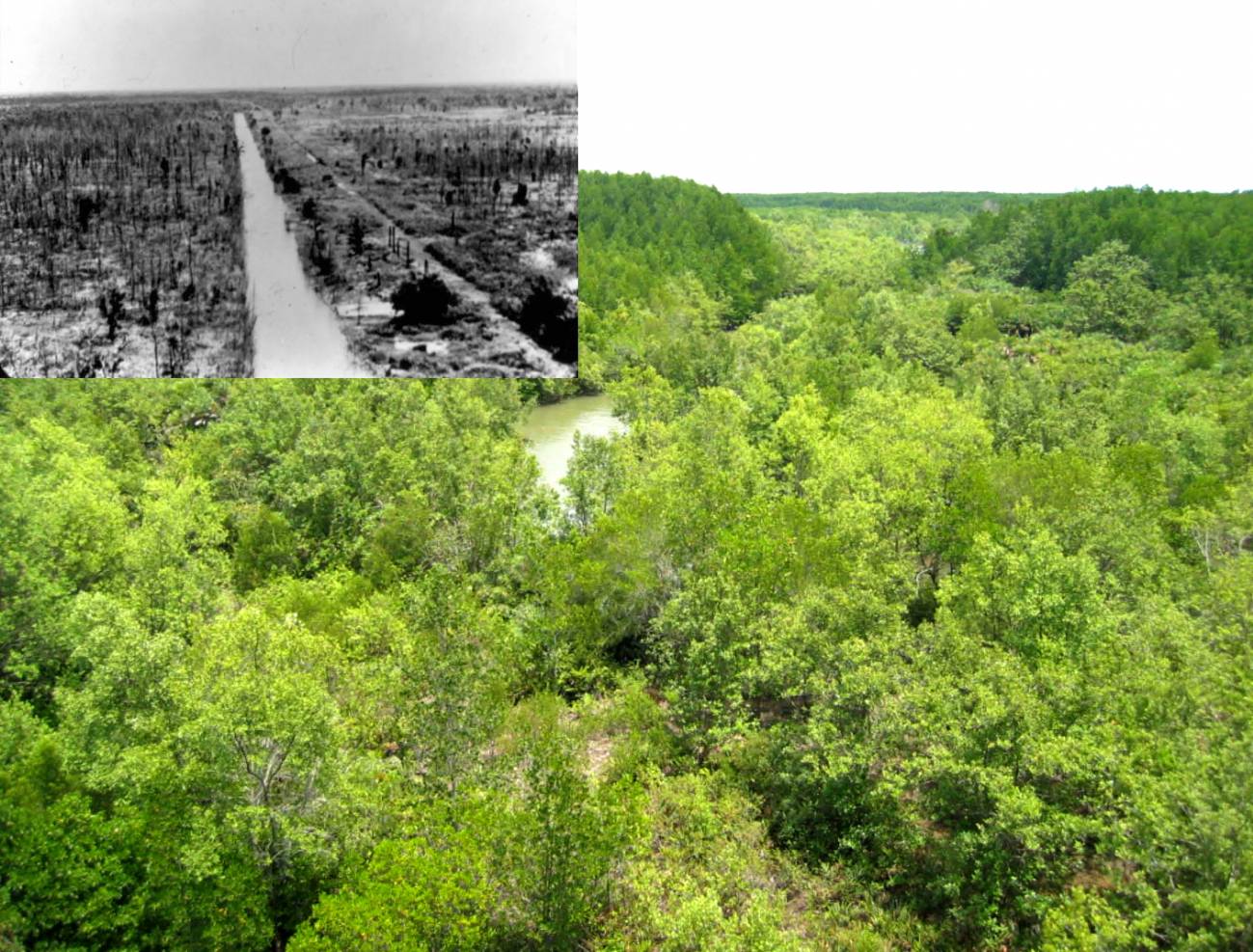 El mayor bosque de manglar del mundo aún no se ha recuperado 30 años después de Vietnam