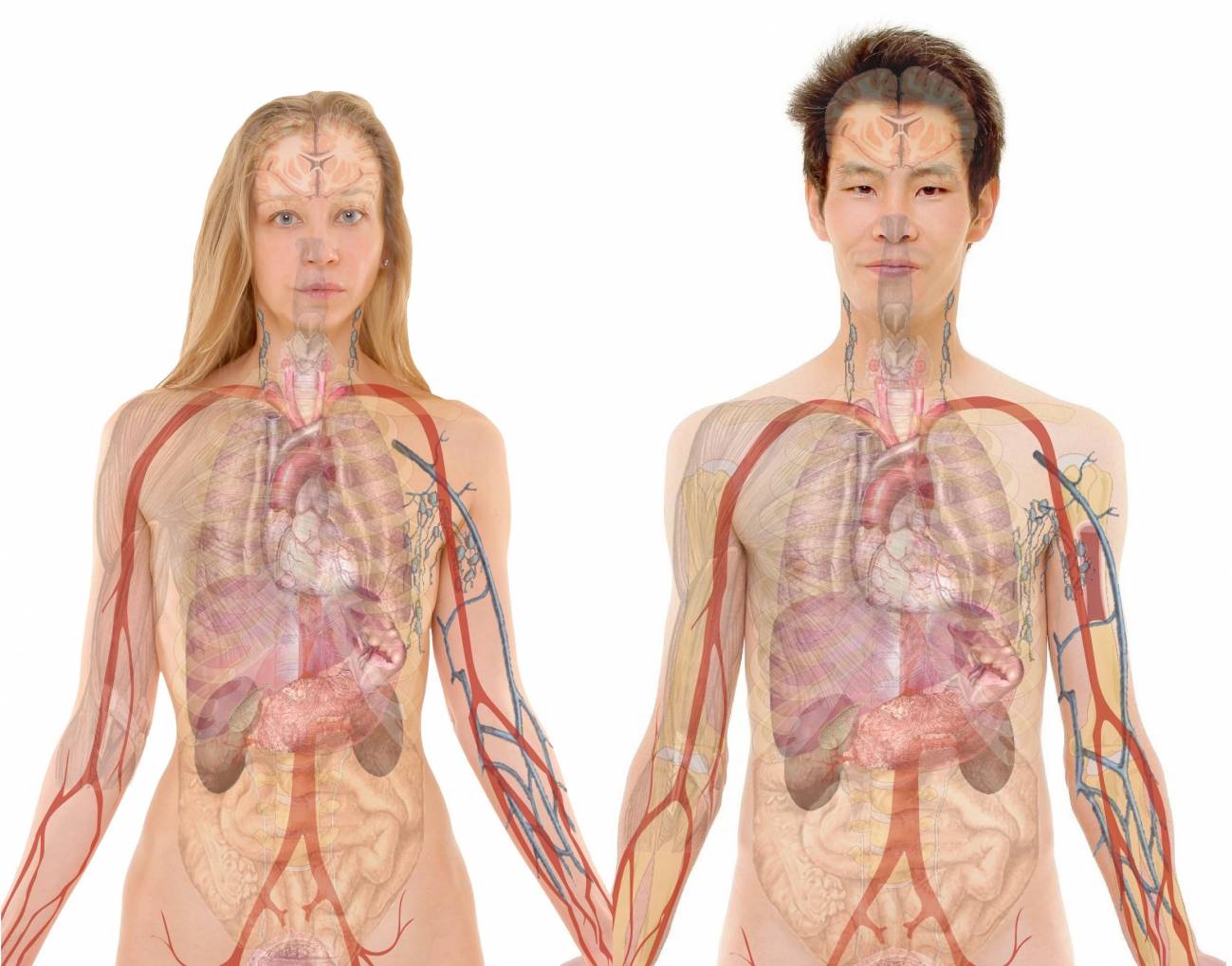 el sexo como variable biológica
