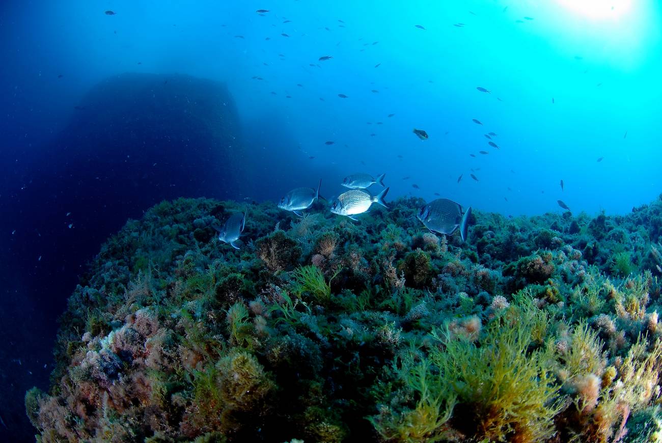 El estudio alerta de que hacen falta decenas de años para recobrar totalmente una población de peces en el Mediterráneo (IMAGEN: Josep Clotas y Marta Cunillera).