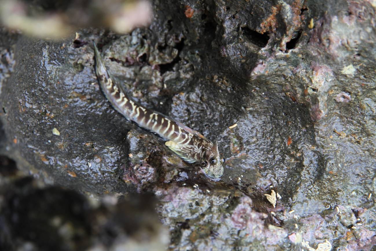 Alticus arnoldorum, una de las especies estudiada