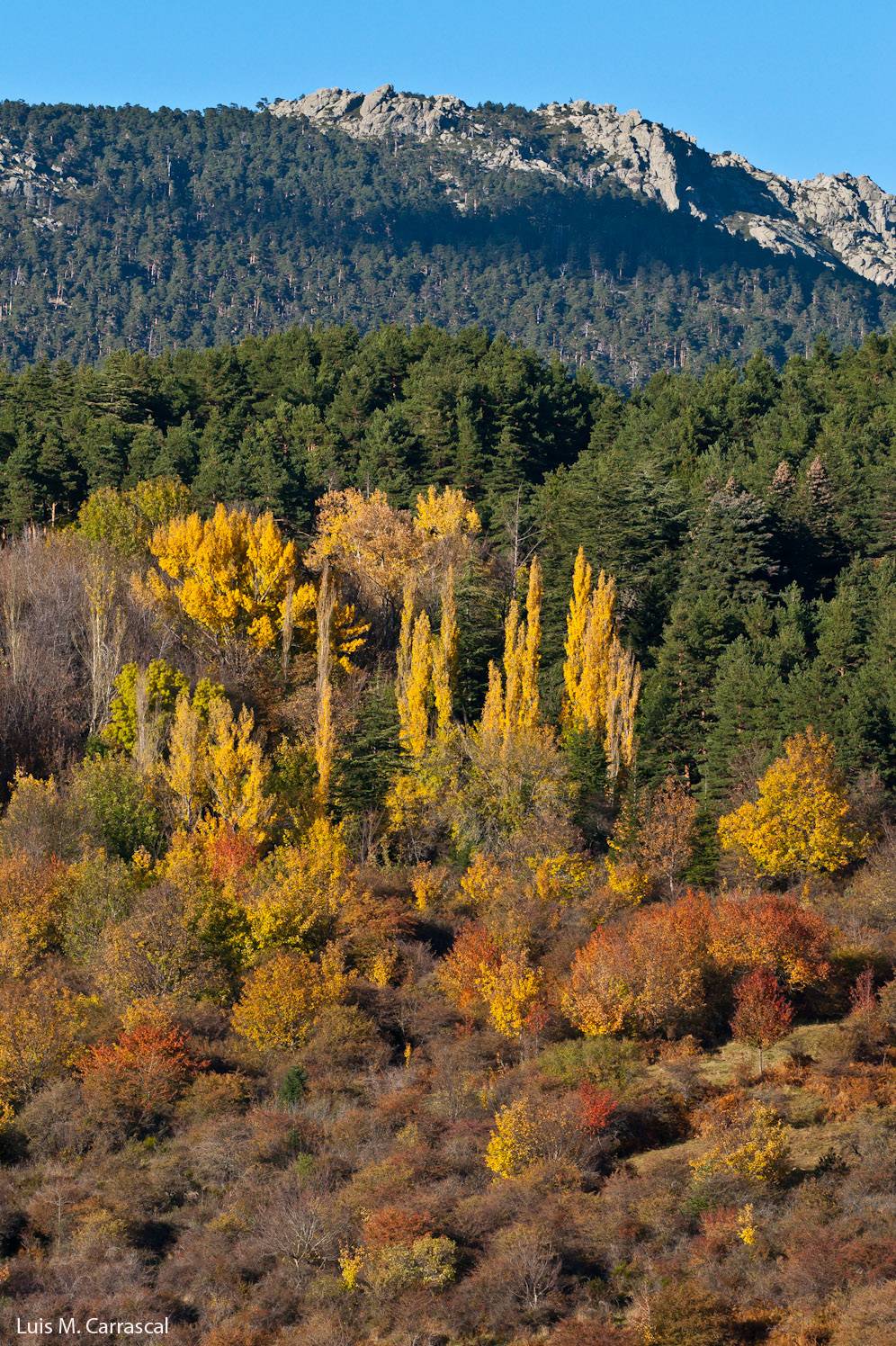 El miedo a un posible depredador pesa más que el frío en las estrategias invernales de las aves forestales