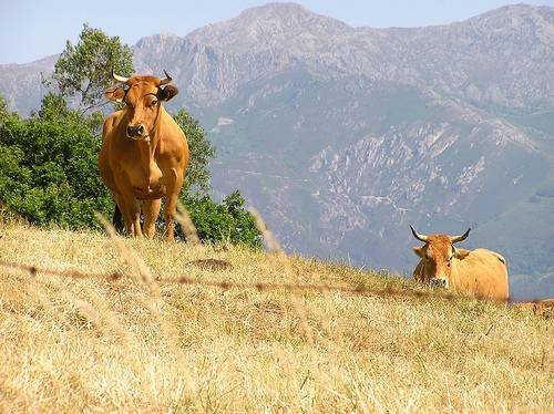 vacas