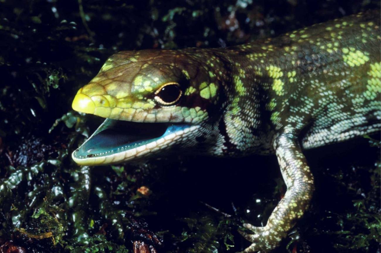 El misterio que oculta la sangre verde de los lagartos de Nueva Guinea 