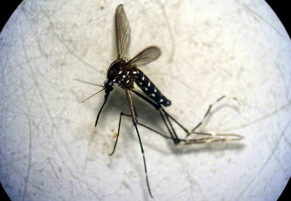 El mosquito tigre, localizado en Andalucía gracias a un proyecto de colaboración ciudadana