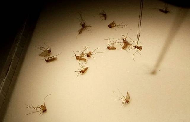 El mosquito transmite a través de su saliva un tipo de malaria en aves